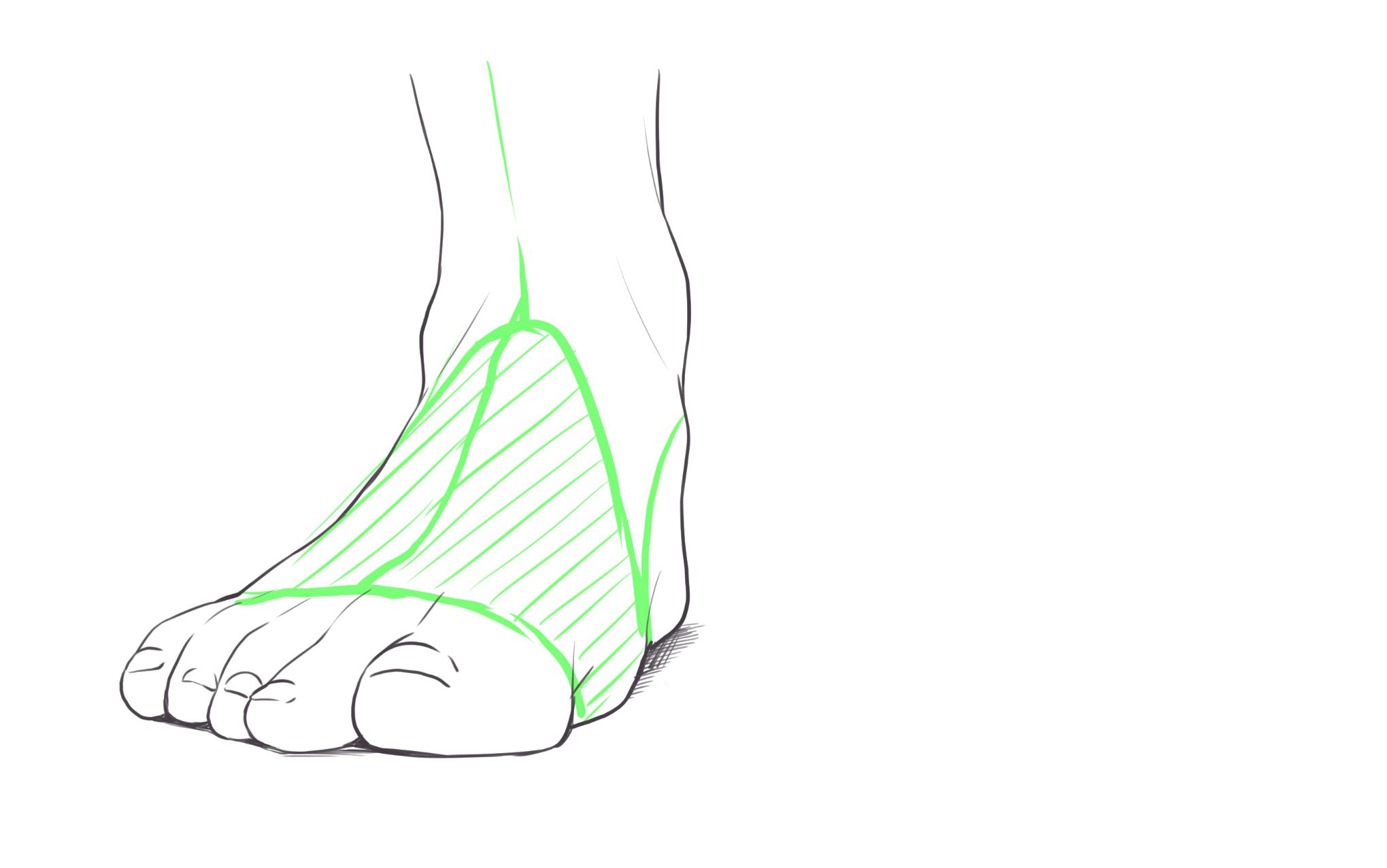 Sat foot. Стопа референс. Ноги рисунок. Стопа прямо референс. Стопа спереди референс.