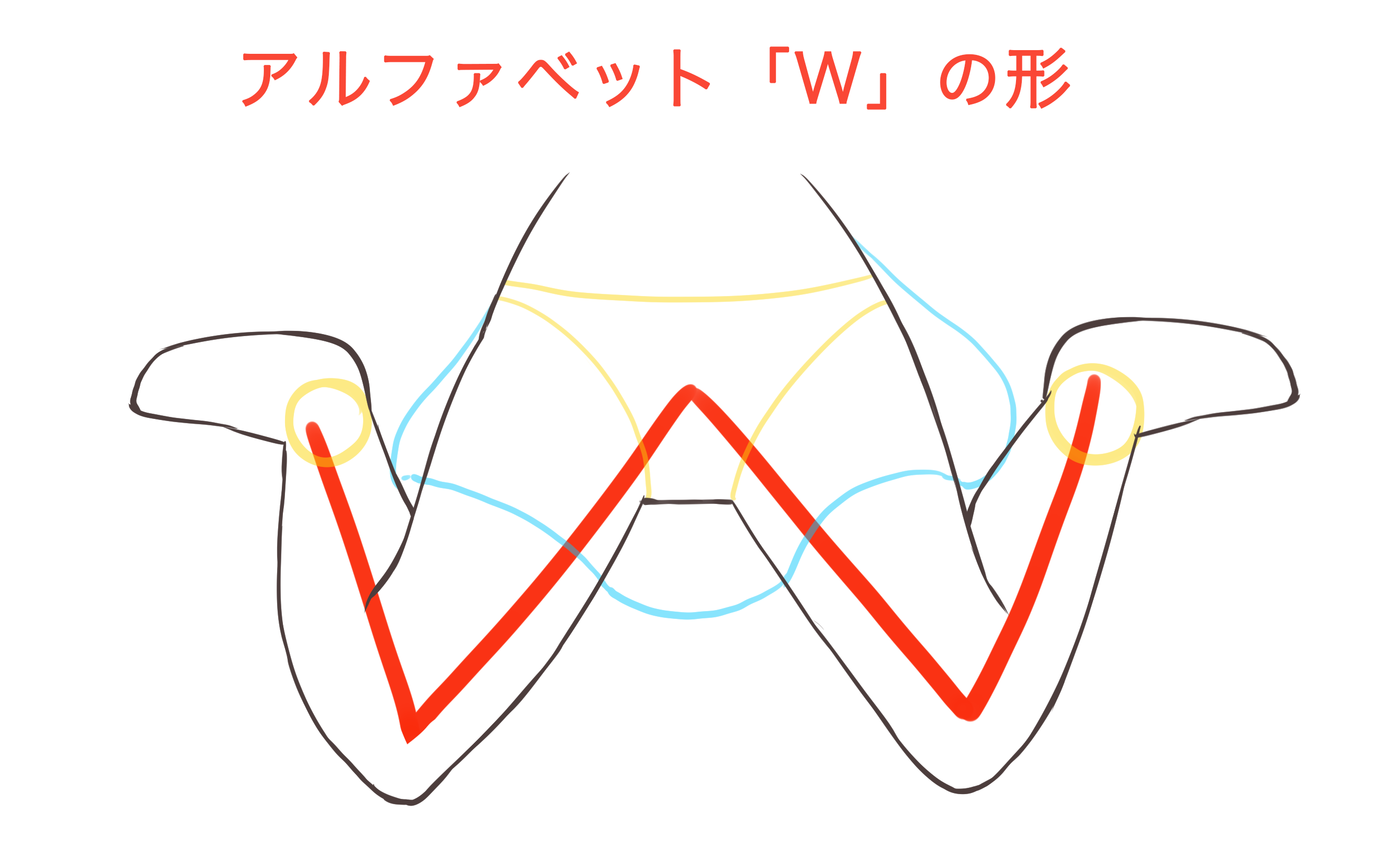 ぺたんこ 座り o 脚