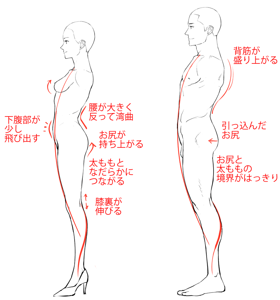 図解 すぐにわかる男女の特徴の付け方 描き分け イラスト