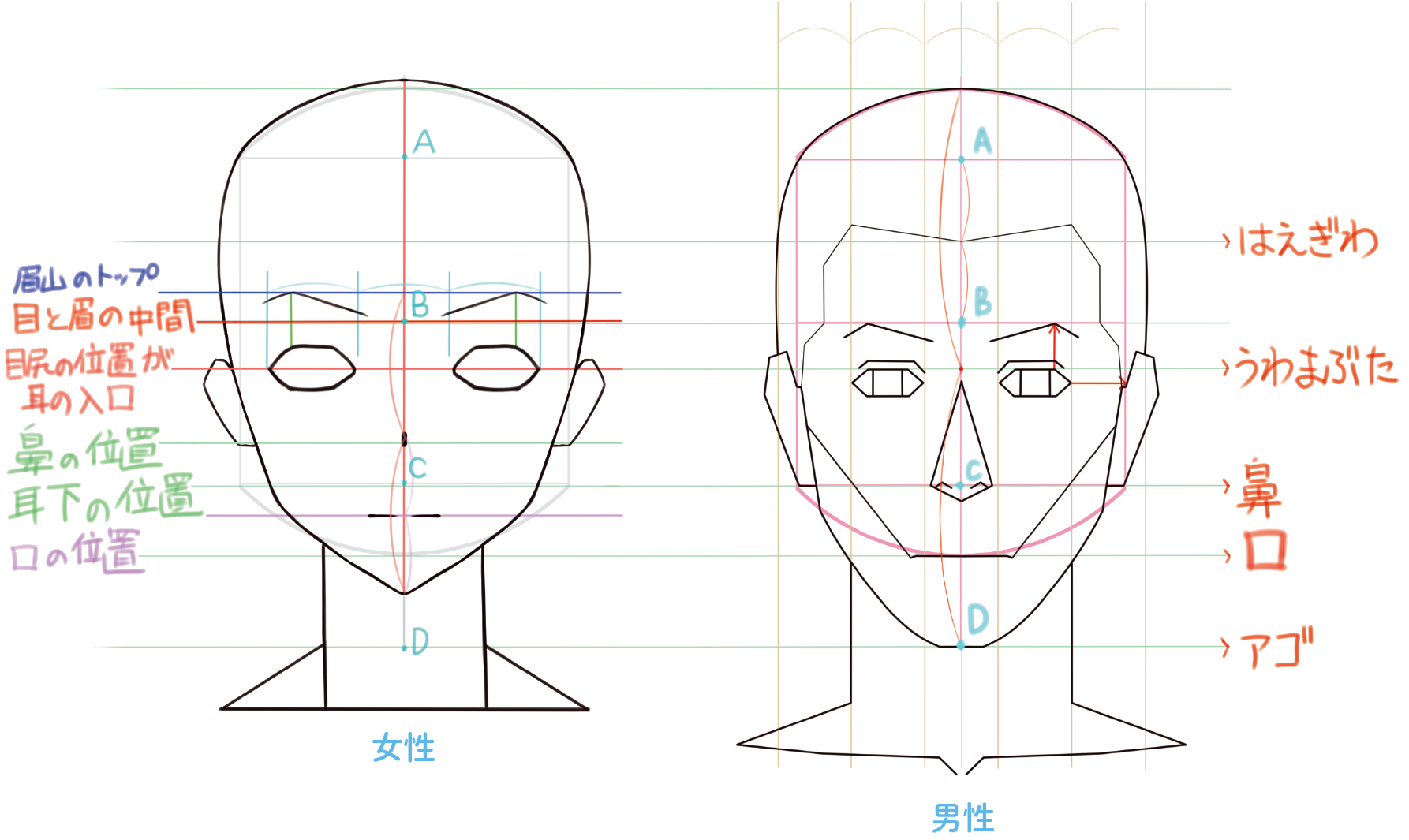 顔の描き方 顔のパーツのバランスの取り方 鼻の形を知ろう イラスト マンガ描き方ナビ