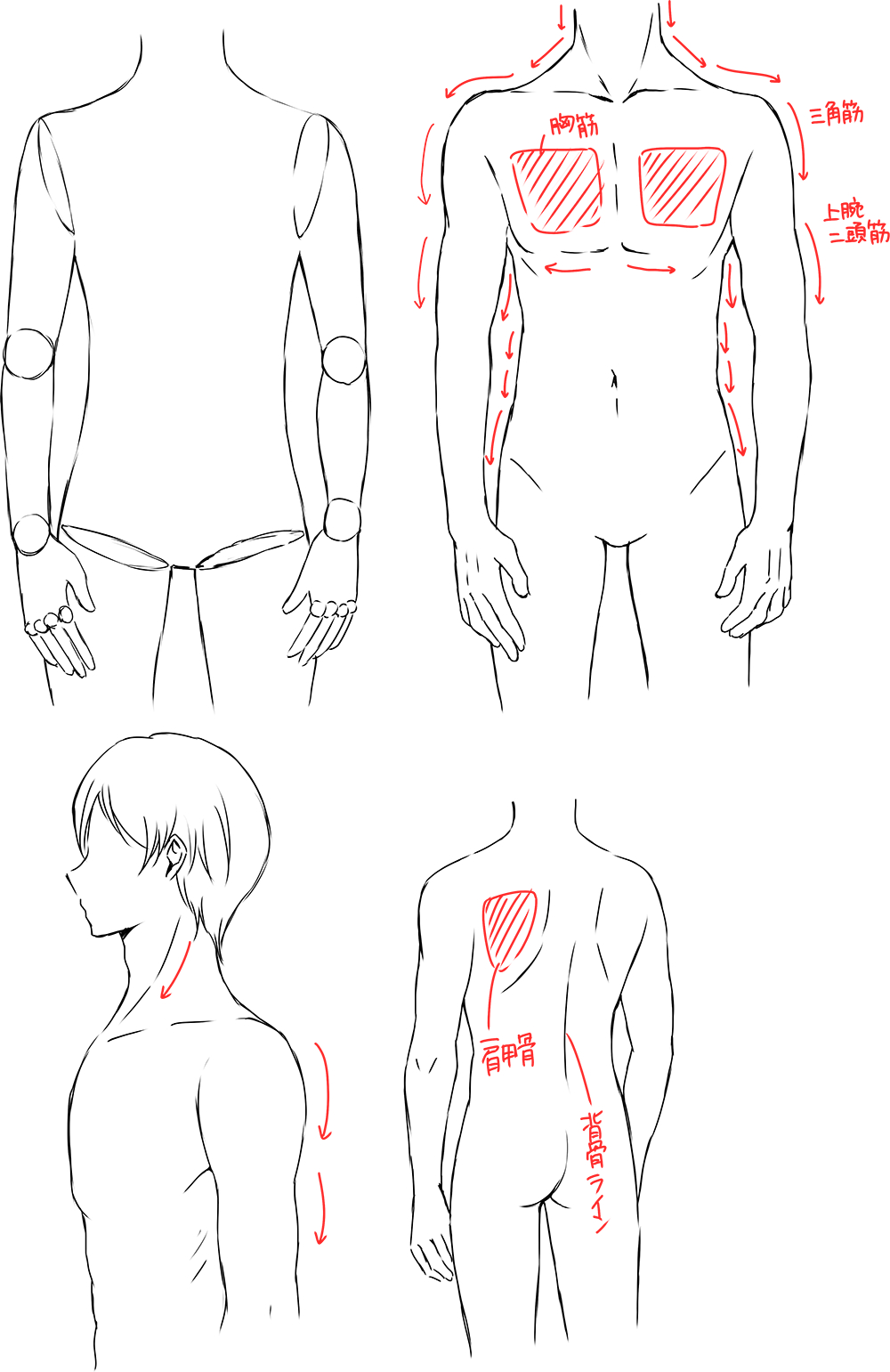 イケメンの描き方　胴体・腕