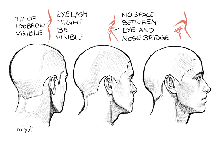 How to draw the profile of the face at different angles