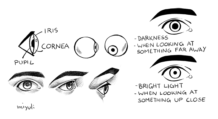 Parts of the eyeball and how the cornea reacts to looking at things