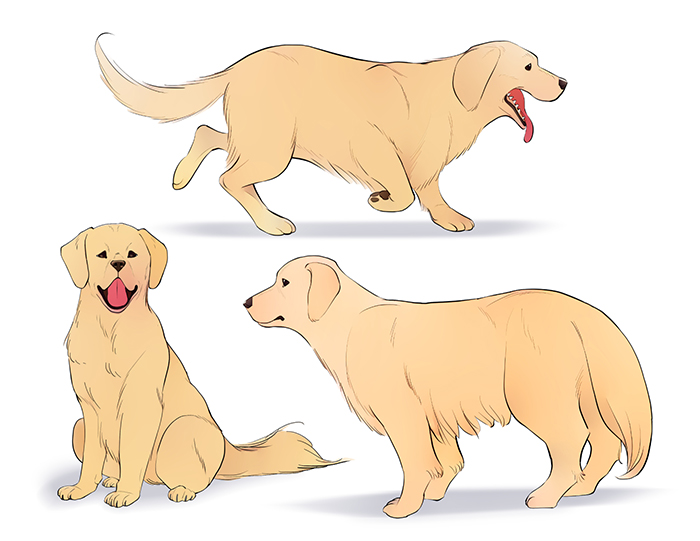 Sample colored drawings of the dog breed Golden Retriever