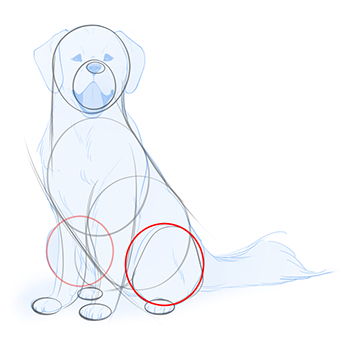 Drawing tip for a sitting dog: sketch the hind legs with a circle