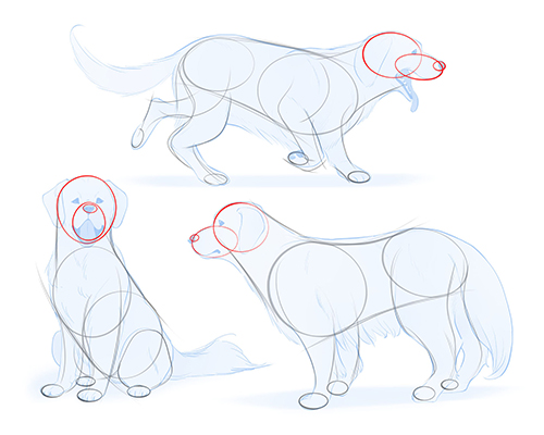 Featured image of post How To Draw A Dog Head / For other similar tutorials check out