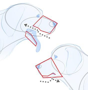 Drawing in the basic shape of a dog's jaw and snout step-by-step