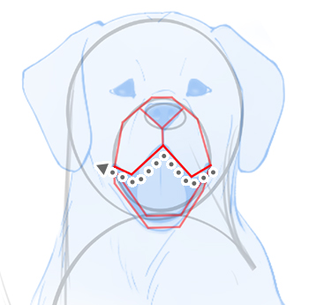 How to draw the snout of a dog from the front with simple shapes