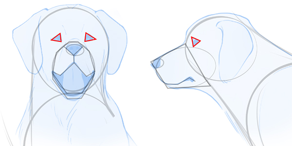 Draw in triangles for to sketch out the shape for a Golden Retriever's eyes