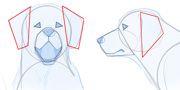 Draw dog ears by simply sketching out the basic shape