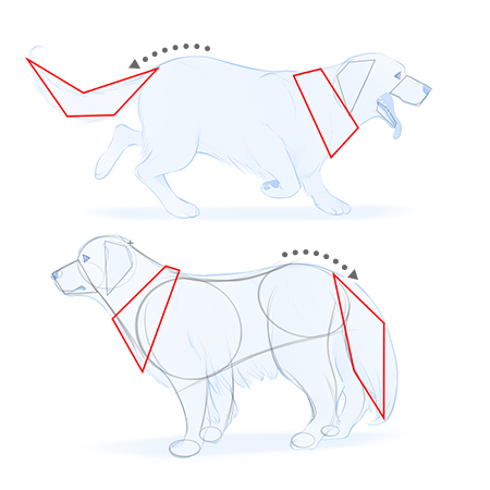 Sample sketches of dogs with the tail and neck drawing steps