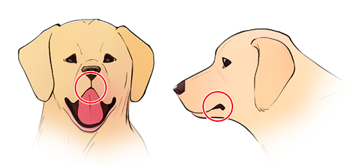 Include details like around the dog's mouth for a nice finishing touch