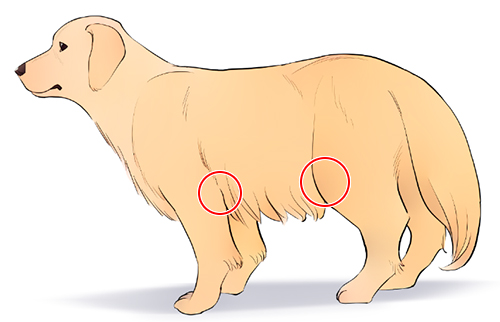 The upper limb joints for the dog as indicated. Knowing their position will help in your drawing