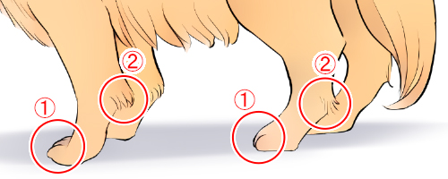 Understand the shape and positioning for drawing dog feet and paws