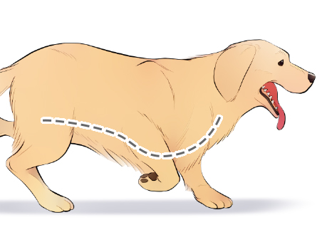 Draw fur while keeping the dog's shape and contours in mind