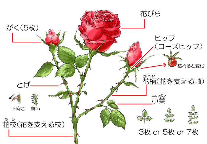 バラの描き方　薔薇の構造