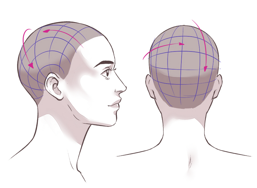 Remember that the head is round and avoid flattening your drawing