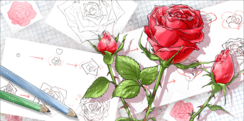 Comment dessiner une rose