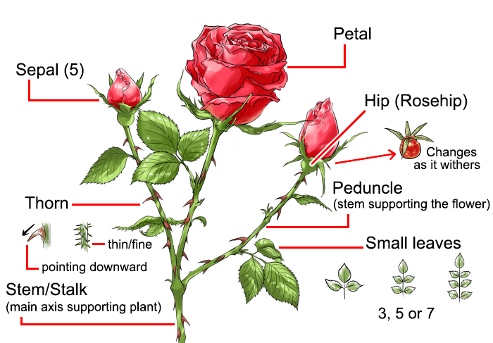 Hand drawn roses. Sketch rose flowers with buds, leaves and stems