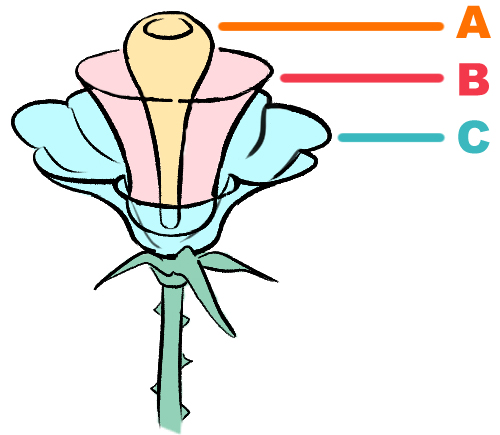 薔薇 バラ の描き方 誰でも簡単に描ける手順を解説 イラスト