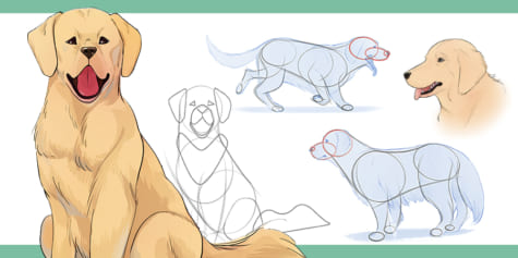 How to Draw Dogs