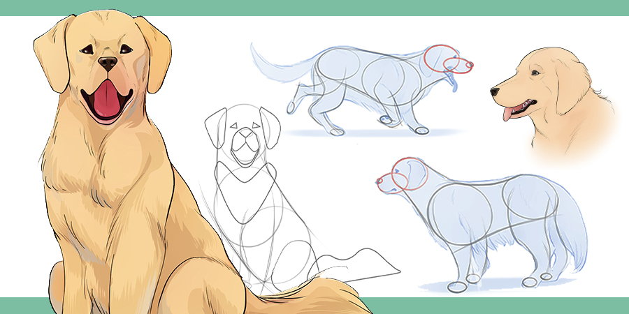 How to Draw a Dog in 4 easy steps! - Smiling Colors