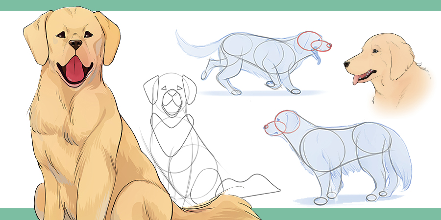  Cómo dibujar perros