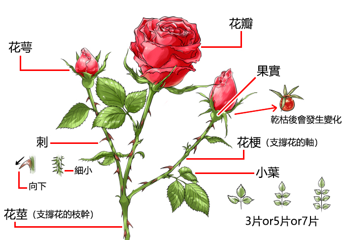 萬用的玫瑰！花朵、枝葉構造與區分繪製不同風格玫瑰的方法| 漫畫插畫技法大補帖
