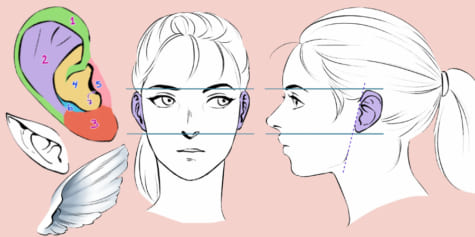 Guide to Drawing Ears