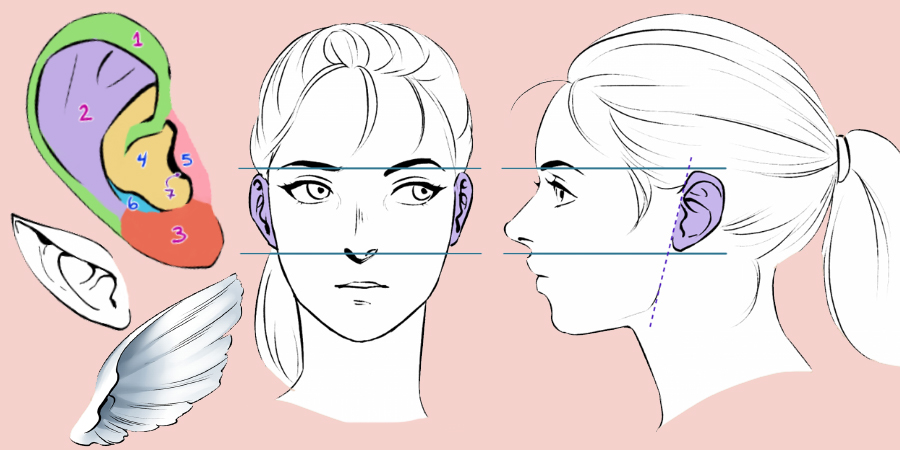 Featured image of post Ear Reference Anime Fresh daily compilation of drawing sketching design and photoshop resources and references for designers and picture artists