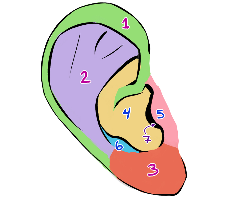 Draw the structure of the human ear and label the following parts:(i)  Tympanum(ii) Cochlea(iii) Pinna(iv) Malleus(v) Semi-circular canals(vi)  Eustachian tube