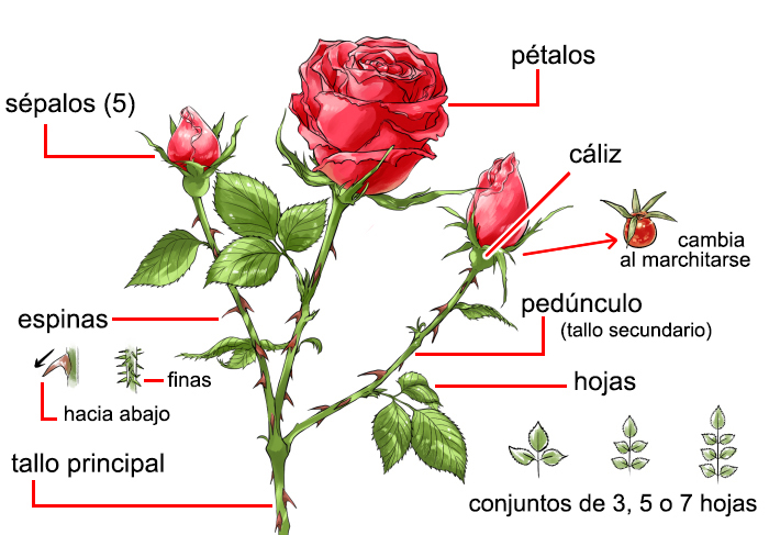  Cómo dibujar una rosa