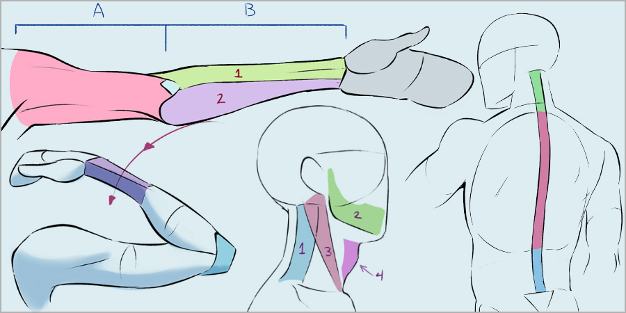 Anatomical approach to figure drawing: the basics can be enough