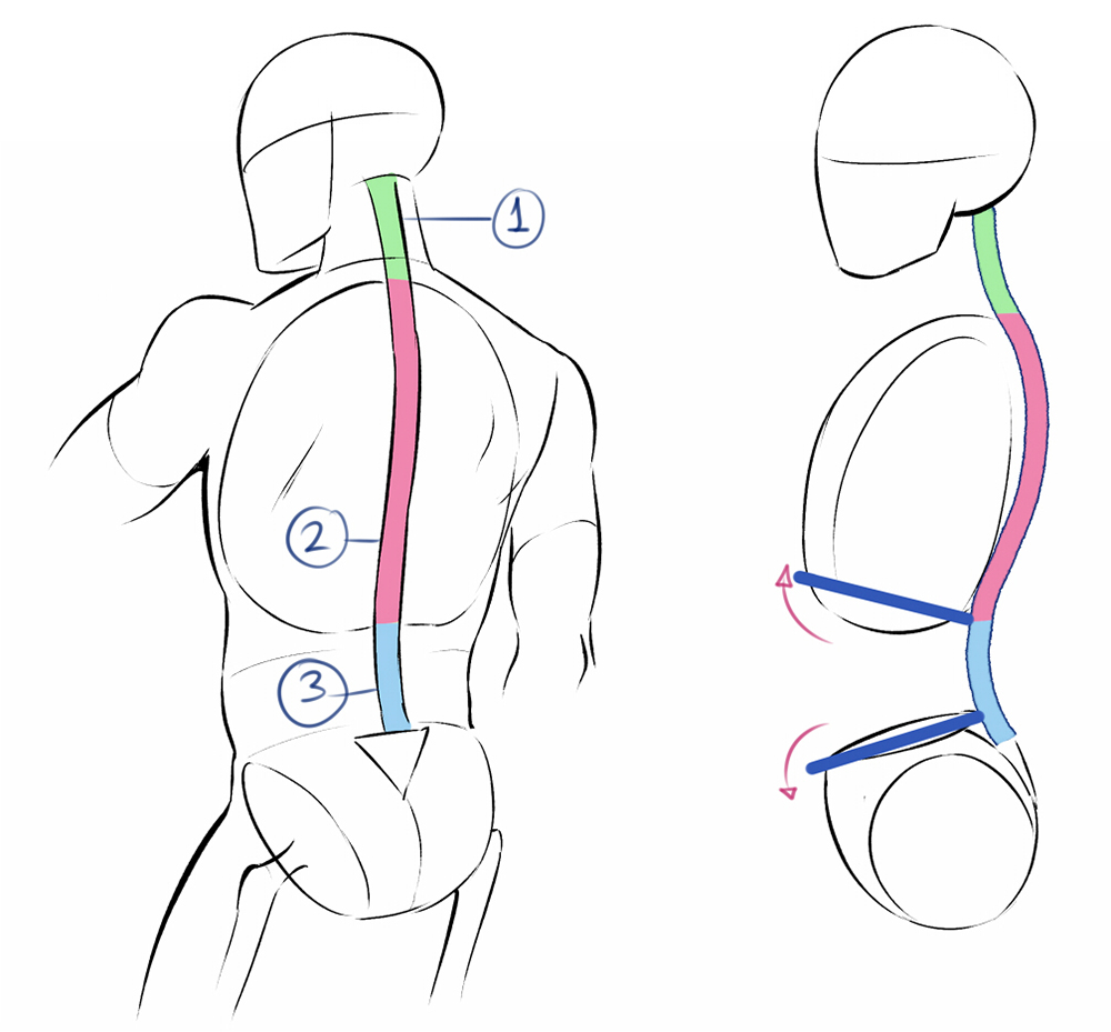 Drawing the spine, broken down into three parts