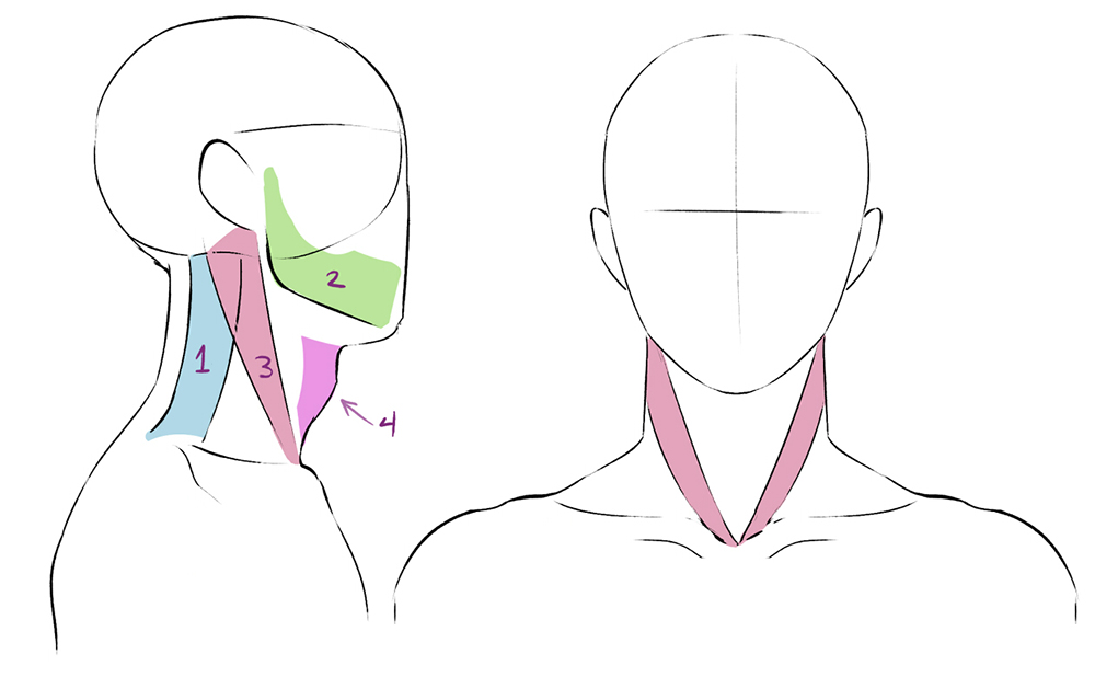 Drawing of the parts of the neck