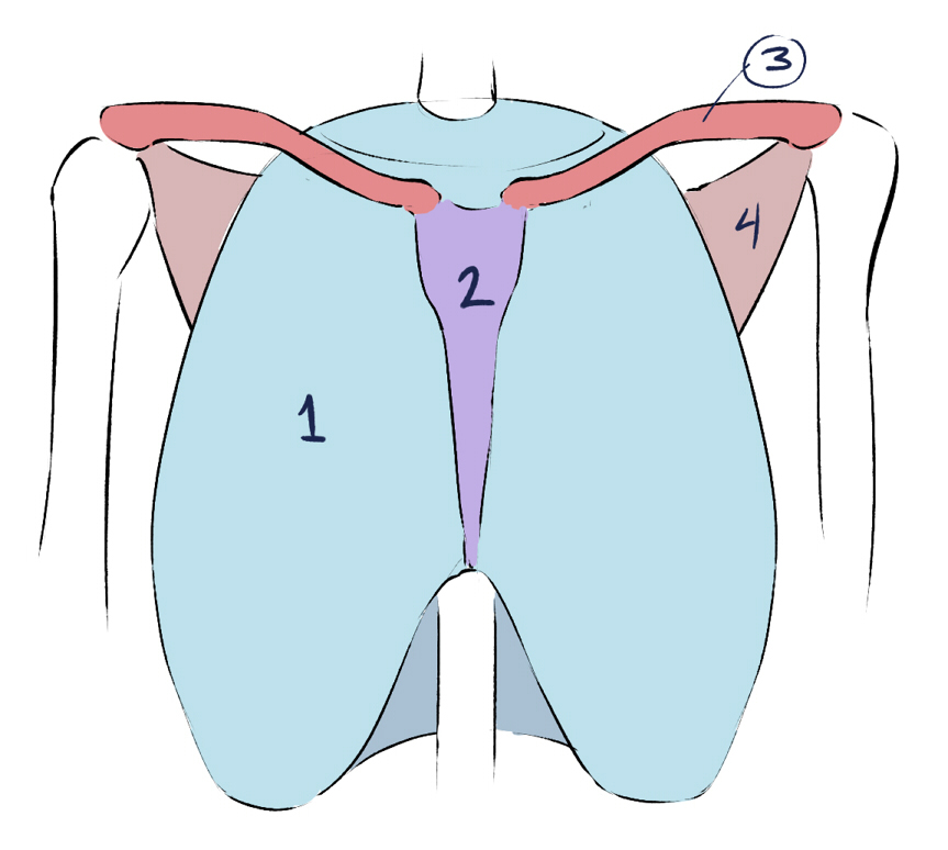 Sample drawing for bone structure in the chest and shoulders