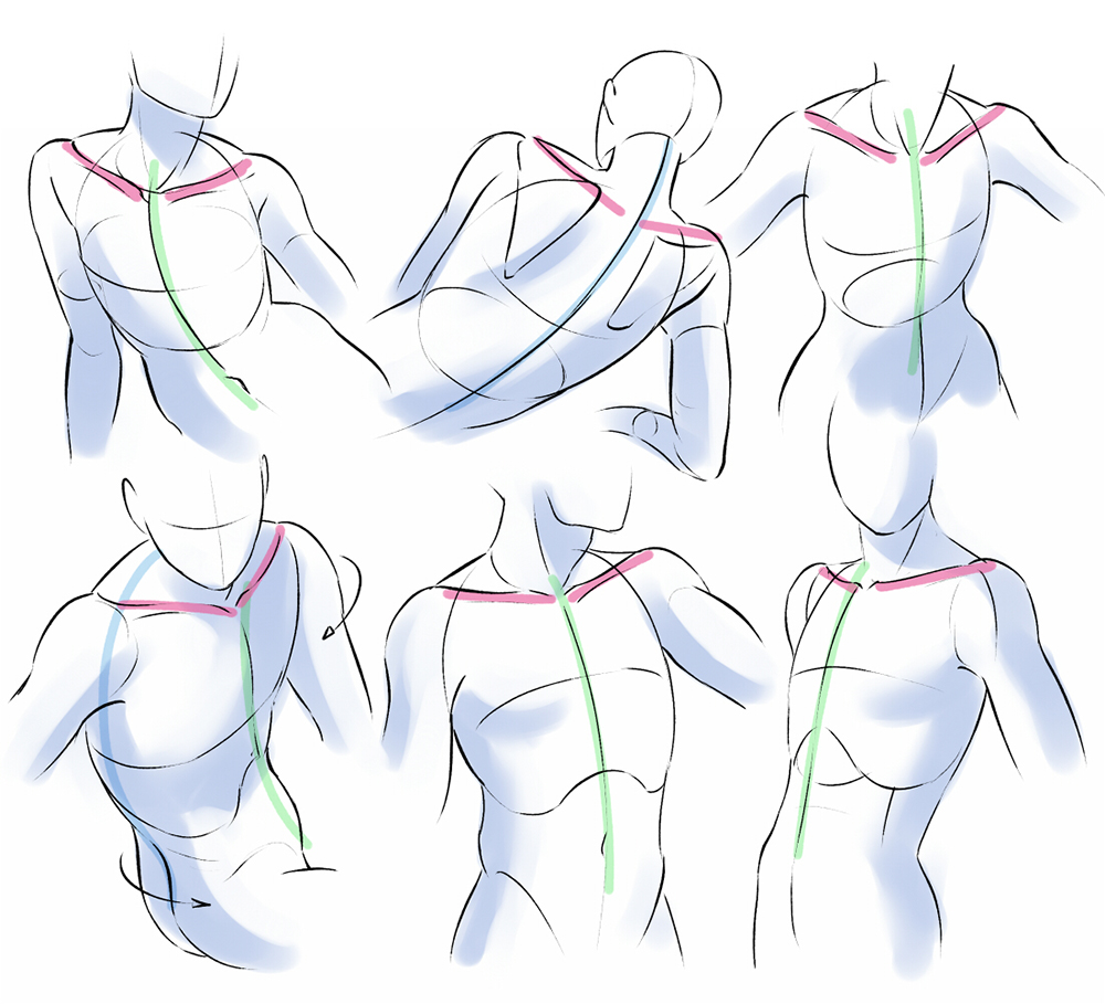 Learn from Anatomy to Improve Your Poses | Art Rocket