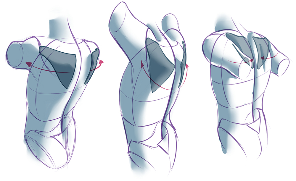 Character Anatomy | Male