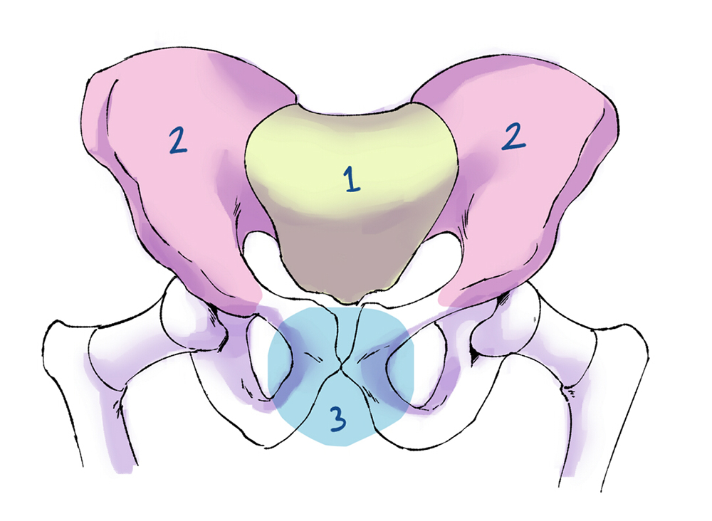 Detailed drawing of the pelvic bone structure for reference