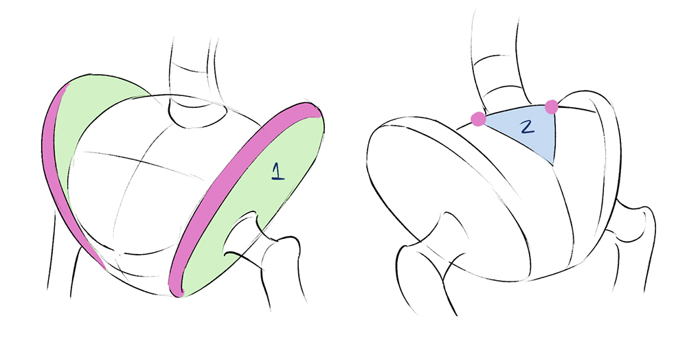 Simplify the shapes of the pelvis in your drawings