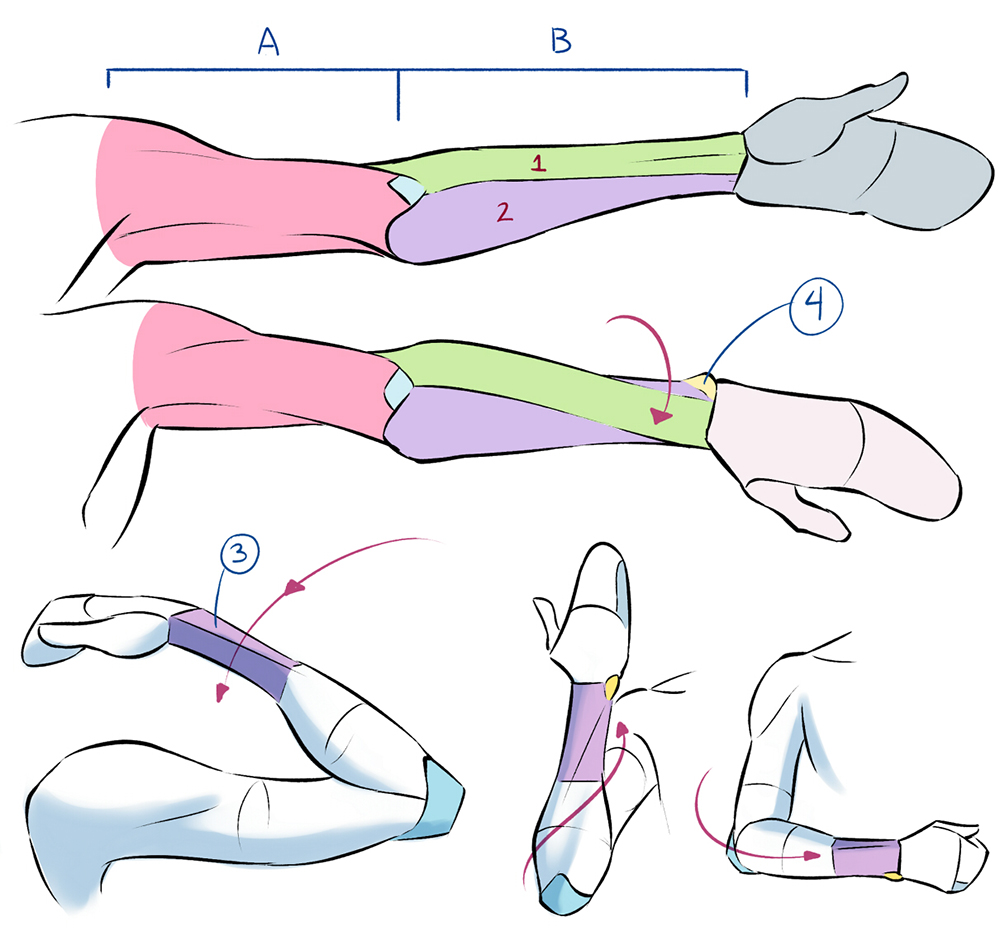 7 Figure Drawing Proportions to Know