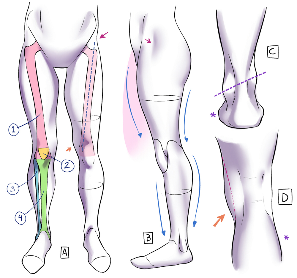 Drawings explaining the anatomy of the legs and feet