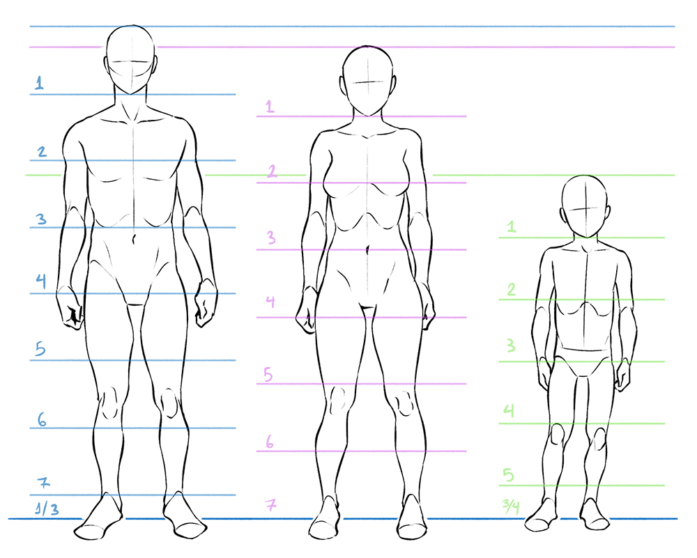 Drawing proportions for the male, female, and child body