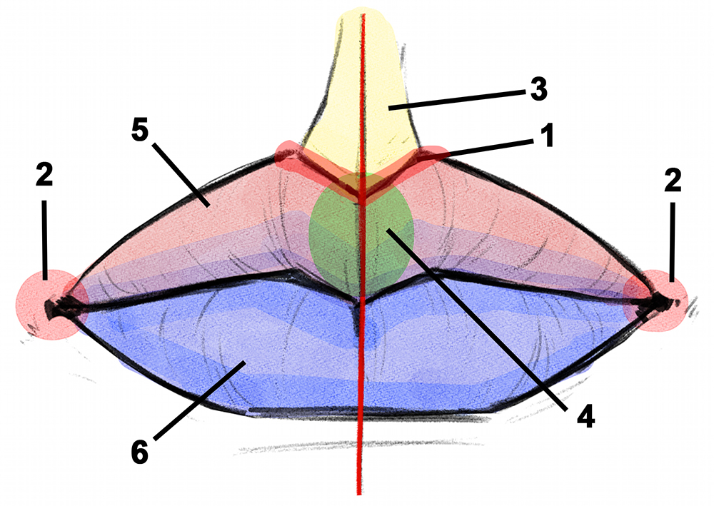 Diagram of the parts of lips