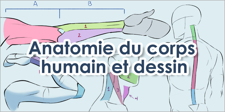 Vue De Face D'anatomie Des Muscles Importants De Visage D'un Homme