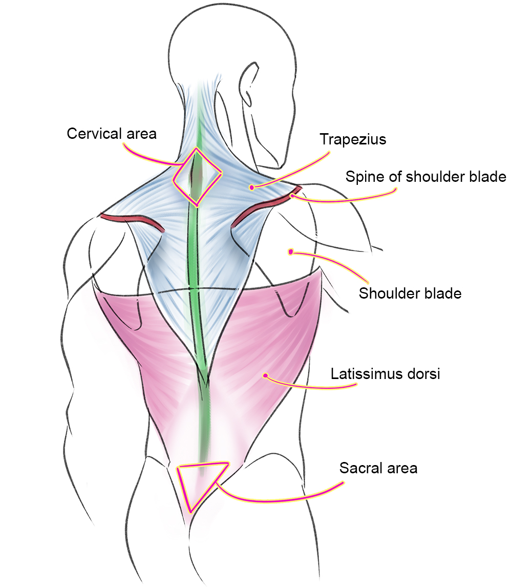 Illustration of Back Muscles  Stock Image  F0315252  Science Photo  Library