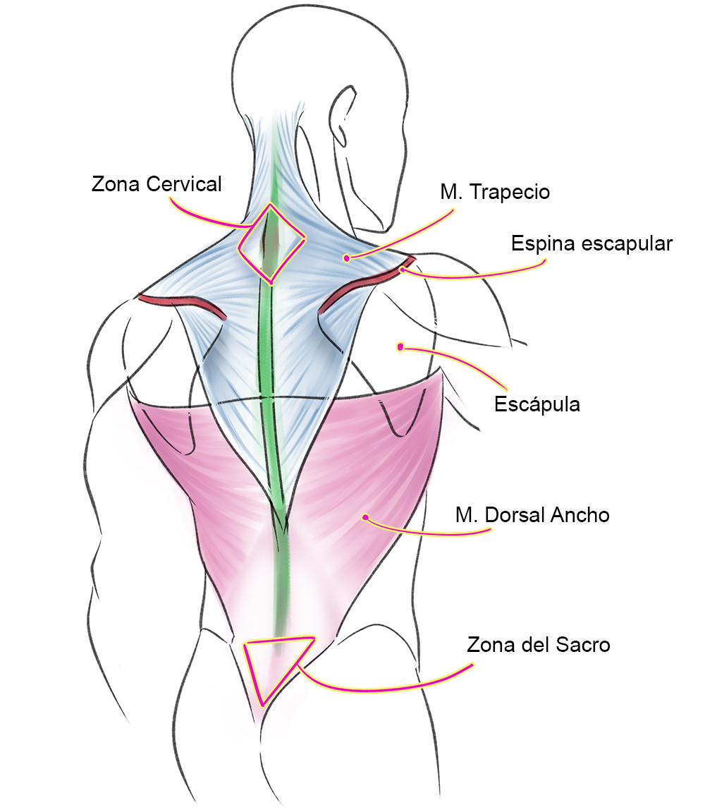Anatomía Artística, Volumen corporal para principiantes 