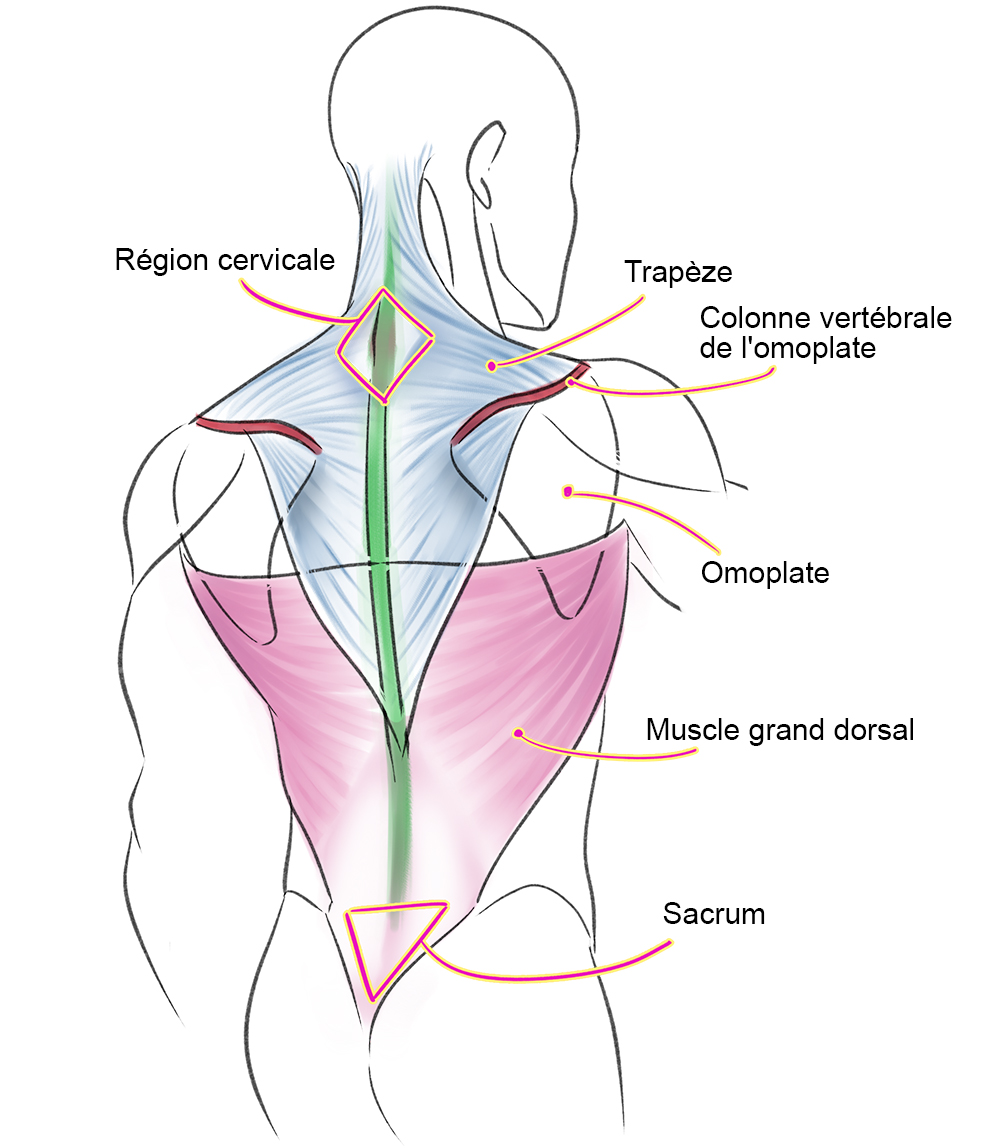 Muscle du dos