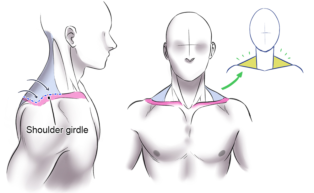 Muscle Female (small chest) - CLIP STUDIO ASSETS