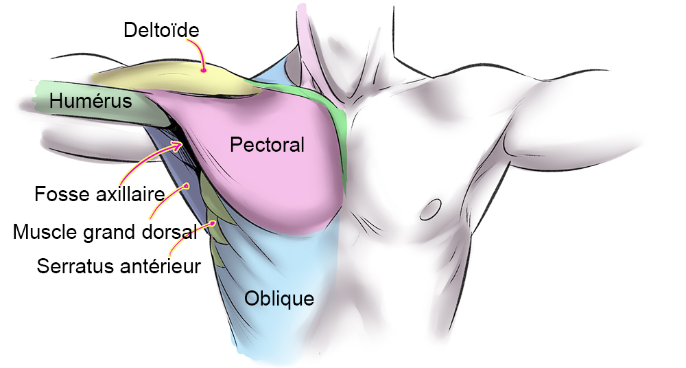 muscles pectoraux